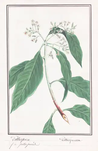 Pittospore = Pittosporum - Klebsamen cheesewoods / Botanik botany / Blume flower / Pflanze plant