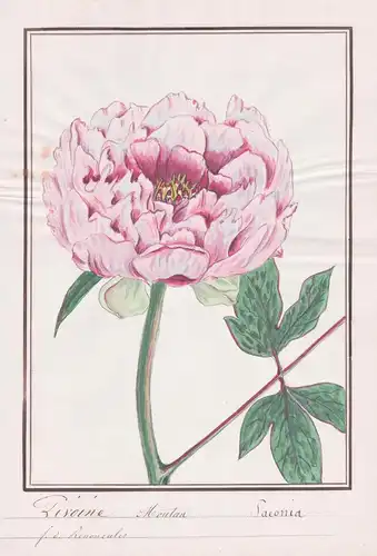 Pivoine Moutan = Paeonia - Pfingstrose peony / Botanik botany / Blume flower / Pflanze plant