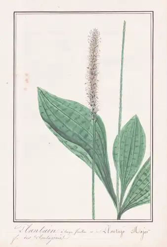 Plantain a larger feuilles = Plantago Major - Breitwegerich broadleaf plantain / Botanik botany / Blume flower