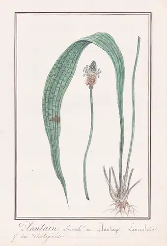 Plantain Lanceole = Plantago Lanceolata - Spitzwegerich ribwort plantain / Botanik botany / Blume flower / Pfl