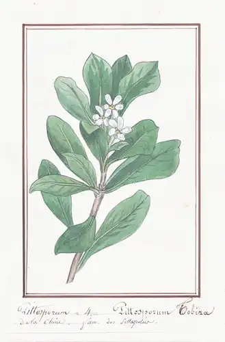 Pittosporum = Pittosporum Lobina - Klebsamen cheesewoods / Botanik botany / Blume flower / Pflanze plant
