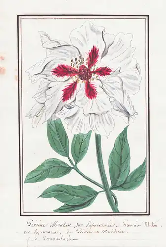 Pivoine Moutan = Paeonia Mutan - Pfingstrose peony / Botanik botany / Blume flower / Pflanze plant