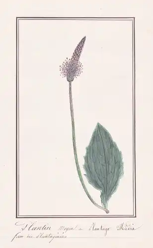 Plantin moyen = Plantago Media - Mittlerer Wegerich hoary plantain / Botanik botany / Blume flower / Pflanze p