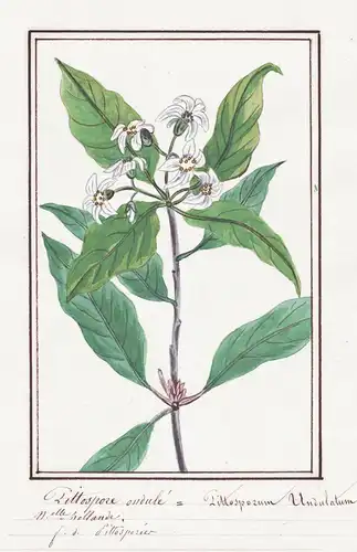 Pittospore ondule = Pittosporum Undulatum - Klebsamen cheesewoods / Botanik botany / Blume flower / Pflanze pl
