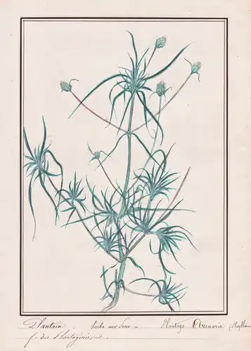 Plantain Lanceole = Plantago Arenaria - Sand-Wegerich plantain / Botanik botany / Blume flower / Pflanze plant
