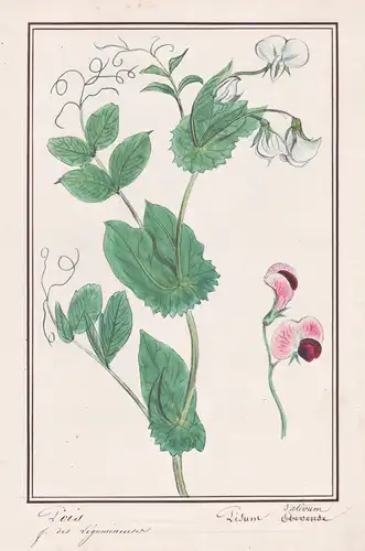 Pois / Pisum sativum - Erbse pea / Botanik botany / Blume flower / Pflanze plant