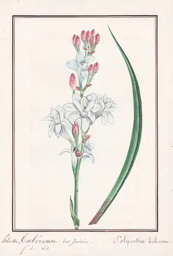 Polianthe, Tubereuse des Jardins / Polyanthes Tuberosa - Tuberose / Botanik botany / Blume flower / Pflanze pl