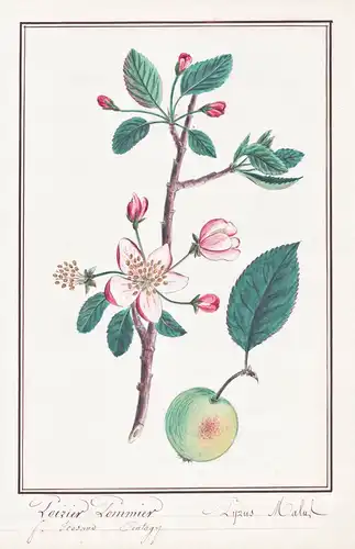 Poirier Pommier = Pyrus Malus - Apfel Apfelbaum apple tree / Botanik botany / Blume flower / Pflanze plant