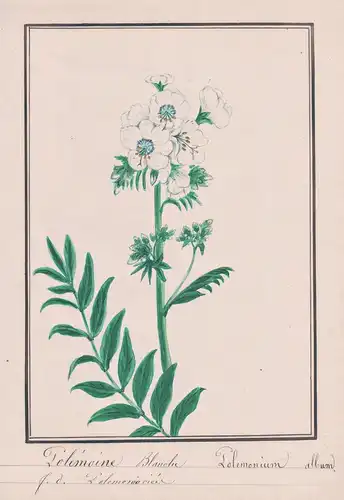 Polemoine Blanche / Polemonium album - Jakobsleiter Jacob's ladders / Botanik botany / Blume flower / Pflanze