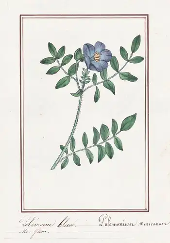 Polemoine bleue / Polemonium mexicanum - Jakobsleiter Jacob's ladders / Botanik botany / Blume flower / Pflanz