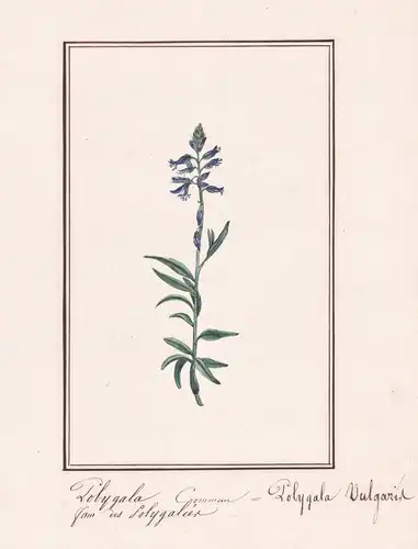 Polygala Commun / Polygala Vulgaris - Gewöhnliche Kreuzblume common milkwort / Botanik botany / Blume flower /