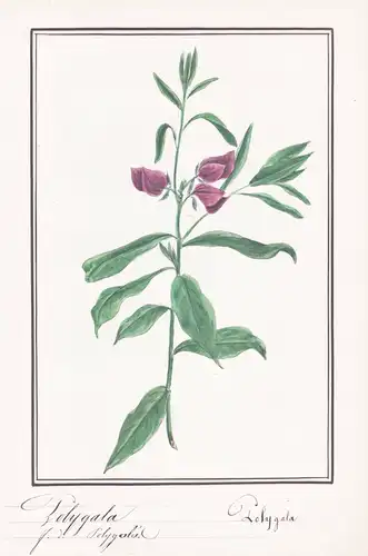 Polygala - Kreuzblume milkwort / Botanik botany / Blume flower / Pflanze plant