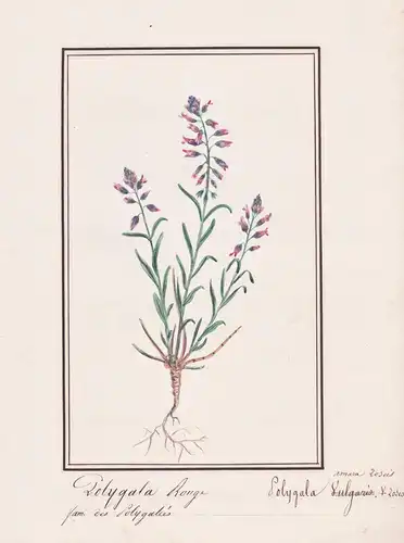 Polygala Rouge / Polygala Rosea - Kreuzblume milkwort / Botanik botany / Blume flower / Pflanze plant