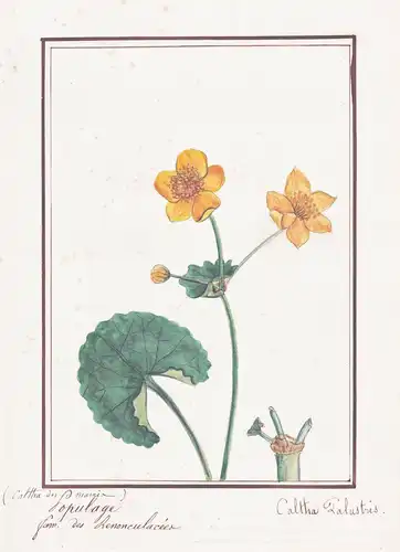 Populage / Caltha Palustris - Sumpfdotterblume marsh-marigold / Botanik botany / Blume flower / Pflanze plant