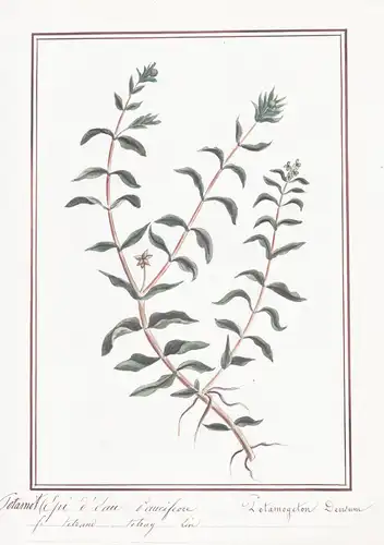 Potamot Epi d'Eau saucifeore / Potamogeton densum -  Laichkraut pondweed / Botanik botany / Blume flower / Pfl