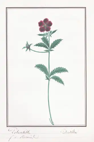 Potentille / Potentilla - Fingerkraut cinquefoil / Botanik botany / Blume flower / Pflanze plant