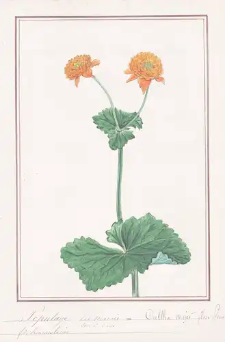 Populage des Marais / Caltha major flore Pleno - Sumpfdotterblume marsh-marigold / Botanik botany / Blume flow