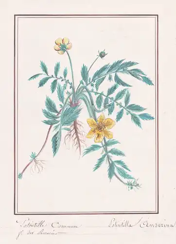 Potentille Commune / Potentilla Anserina - Gänsefingerkraut silverweed / Botanik botany / Blume flower / Pflan