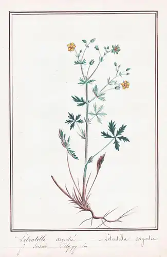 Potentille argentee / Potentilla argentea - Silber-Fingerkraut silver cinquefoil / Botanik botany / Blume flow