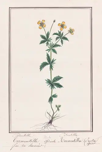 Potentille Droite / Potentilla Erecta - Blutwurz tormentil / Botanik botany / Blume flower / Pflanze plant