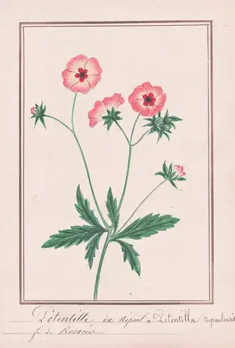 Potentille du Nepaul / Potentilla nepalensis - Nepal-Fingerkraut cinquefoil / Botanik botany / Blume flower /