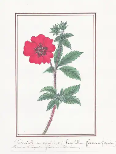 Potentille du Nepaul / Potentilla Formosa - Nepal-Fingerkraut cinquefoil / Botanik botany / Blume flower / Pfl