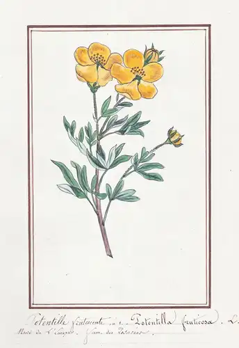 Potentille frutescente / Potentilla fruticosa - Fingerkraut cinquefoil / Botanik botany / Blume flower / Pflan