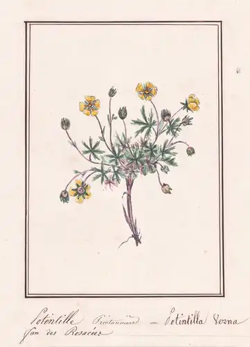 Potentille printanière / Potentilla Verna - Frühlings-Fingerkraut spring cinquefoil / Botanik botany / Blume f
