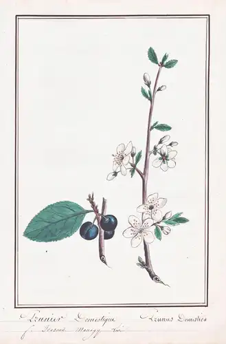 Prunier Domestique / Prunus Domestica - Pflaume Pflaumenbaum plum tree / Botanik botany / Blume flower / Pflan