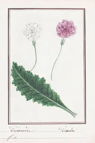 Primevere / Primula - Primel primrose / Botanik botany / Blume flower / Pflanze plant