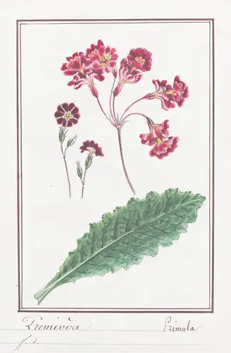 Primevere / Primula - Primel primrose / Botanik botany / Blume flower / Pflanze plant