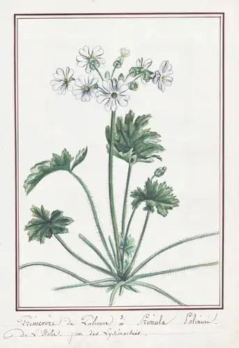 Primevere de Palmire / Primula Palinuri - Primel primrose / Botanik botany / Blume flower / Pflanze plant