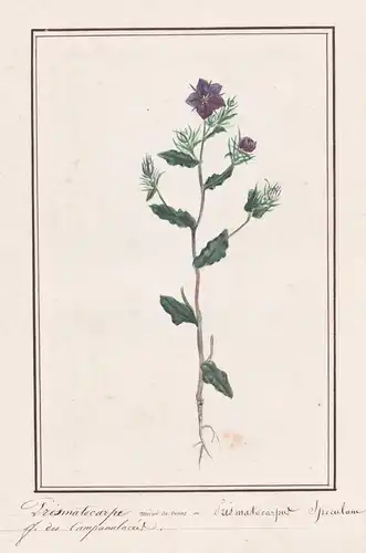 Prismatocarpe / Prismatocapur speculum - Botanik botany / Blume flower / Pflanze plant