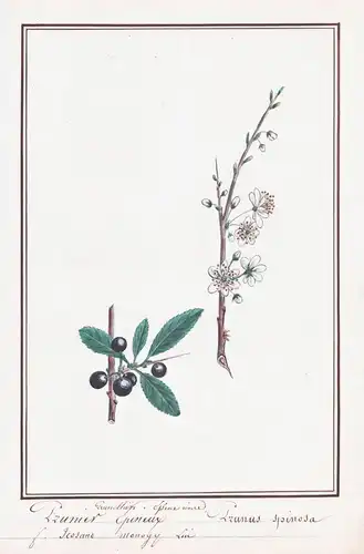 Prunier Epineur / Prunus Spinosa - Schlehdorn Schlehe blackthorn sloe / Botanik botany / Blume flower / Pflanz