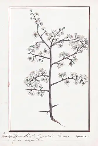 Prunier Epineur / Prunus Spinosa - Schlehdorn Schlehe blackthorn sloe / Botanik botany / Blume flower / Pflanz
