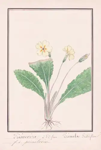 Primevere a grandes fleurs / Primula Grandiflora - Rosen-Primel primrose / Botanik botany / Blume flower / Pfl