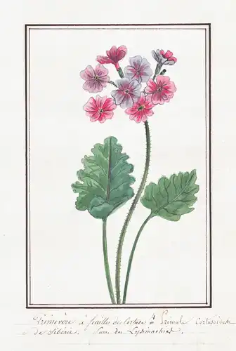 Primevere a feuilles de Cortuse / Primula Cortusoides - Primel primrose / Botanik botany / Blume flower / Pfla