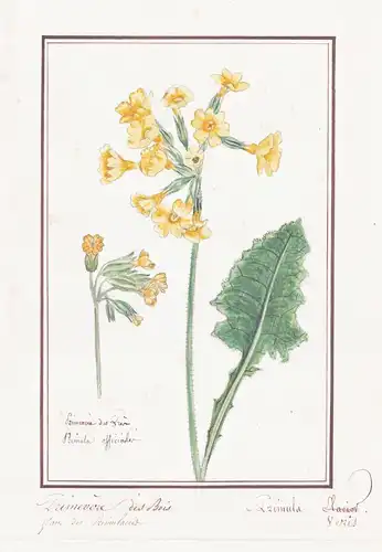 Primevere des Bois / Primula veris - Echte Schlüsselblume cowslip Primel primrose / Botanik botany / Blume flo