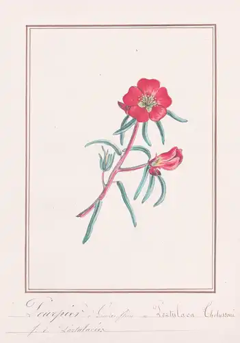 Pourpier a Grandes Fleurs / Portulaca Chelussoni - Portulakröschen rose moss / Botanik botany / Blume flower /