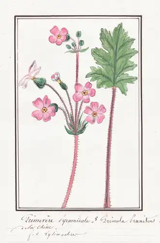 Primevere Pyramidale / Primula Praenitens - Primel primrose / Botanik botany / Blume flower / Pflanze plant