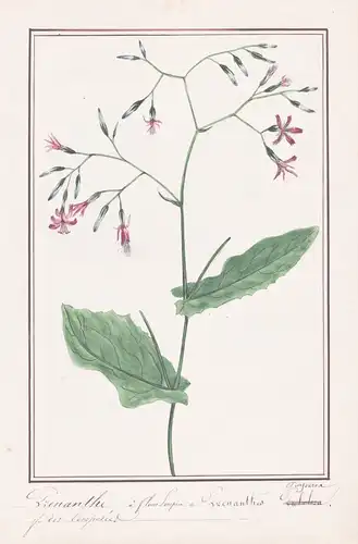 Prenanthe / Prenanthes Purpurea - Hasenlattich / Botanik botany / Blume flower / Pflanze plant