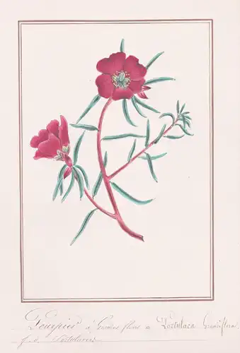 Pourpier a Grandes Fleurs / Portulaca Grandiflora - Portulakröschen rose moss / Botanik botany / Blume flower