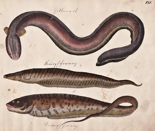 Zitteraal Electric eel / Kurzschwanz / Langschwanz - Fisch fish Fische (Tafel XIX)
