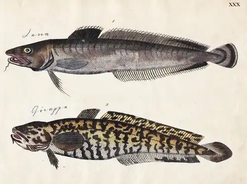 Leng ling / Quappe Burbot - Fisch fish Fische (Tafel XXX)