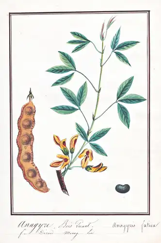 Anagyre Bois Puant / Anagyris foetida - Stinkstrauch stinking bean trefoil / Botanik botany / Blume flower / P