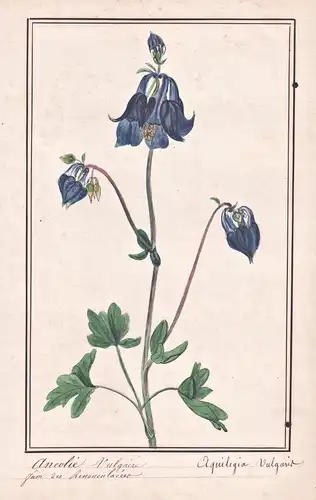 Ancolie Vulgaire / Aquilegia Vulgaris - Gewöhnliche Akelei common columbine / Botanik botany / Blume flower /