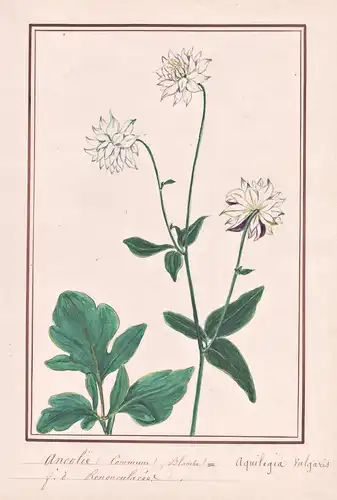 Ancolie commune blanche / Aquilegia vulgaris - Akelei columbine / Botanik botany / Blume flower / Pflanze plan