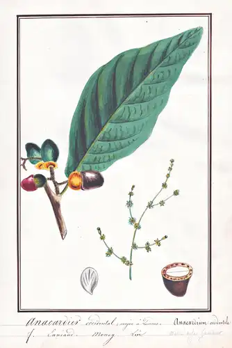 Anacardier occidental / Anacardium occidentale - Cashewbaum cashew tree Cashew / Botanik botany / Blume flower
