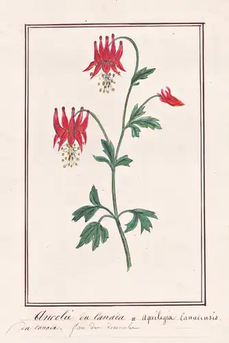 Ancolie du Canada / Aquilegia Canadensis - Kanadische Akelei columbine / Botanik botany / Blume flower / Pflan