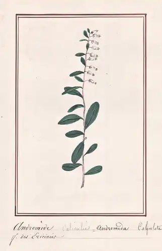 Andromede calculee / Andromeda Calyculata - Zwerglorbeer / Botanik botany / Blume flower / Pflanze plant